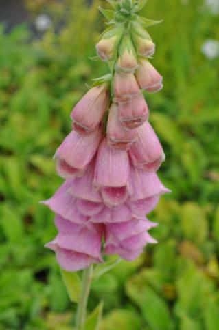 Digitalis mertonensis