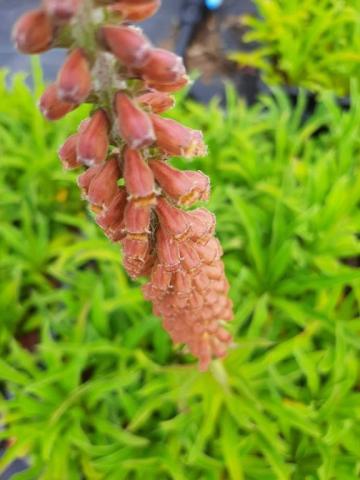 Digitalis parviflora