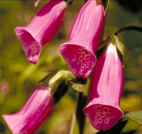 Digitalis purpurea