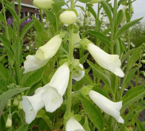 Digitalis purpurea 'Alba'