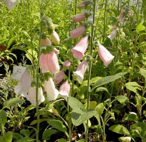 Digitalis purpurea 'Apricot Beauty'