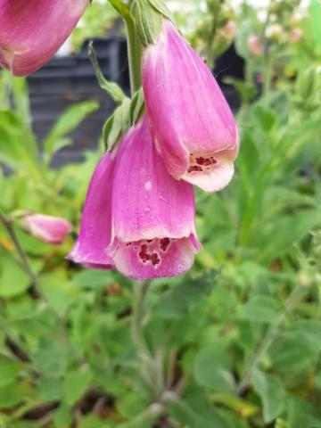 Digitalis purpurea 'Excelsior'