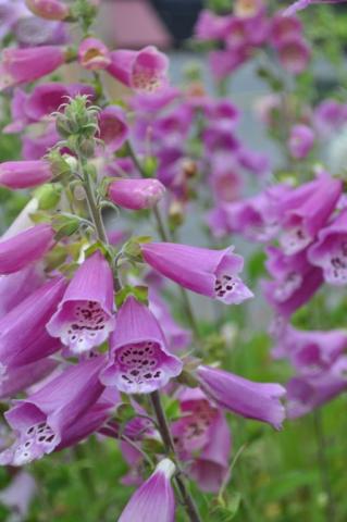 Digitalis purpurea 'Gloxiniiflora'