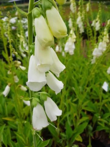 Digitalis purpurea 'Snow Thimble'