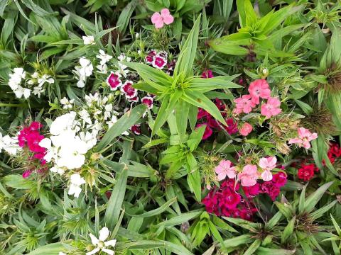 Dianthus barbatus 'Indianer Teppich'