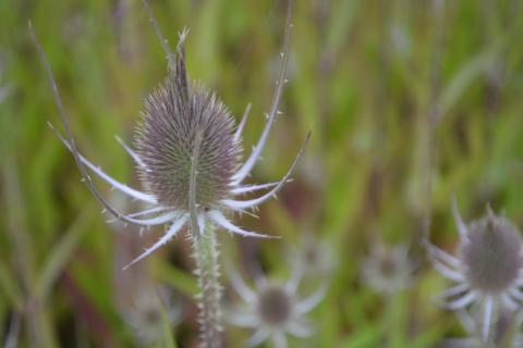 Dipsacus fullonum  syn