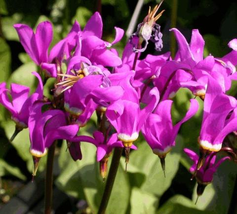 Dodecatheon meadia