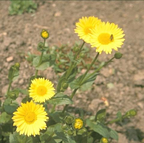 Doronicum orientale (caucasicum)