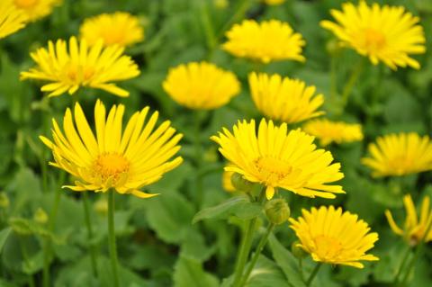 Doronicum orientale 'Little Leo'