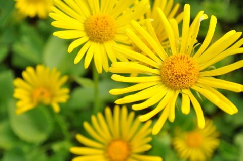 Doronicum orientale 'Magnificum'