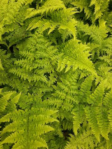 Dryopteris dilatata 'Crispa Whiteside'