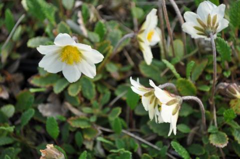 Dryas suendermannii