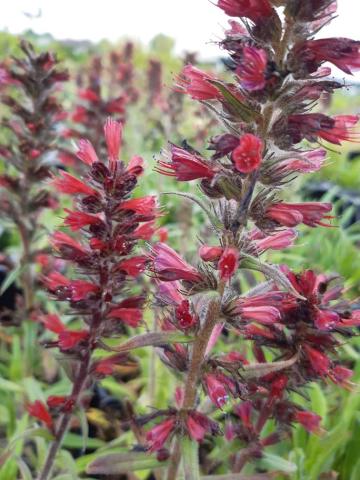 Echium amoenum 'Red Feathers'