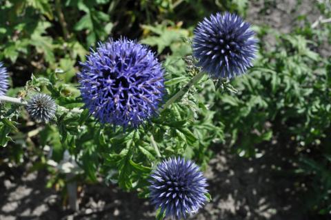 Echinops bannaticus 'Blue Globe'