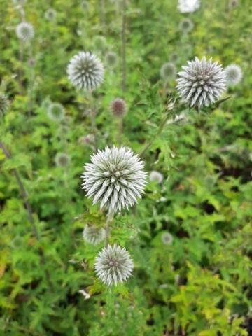 Echinops bannaticus 'Star Frost'