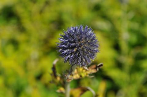 Echinops bannaticus 'Taplow Blue'