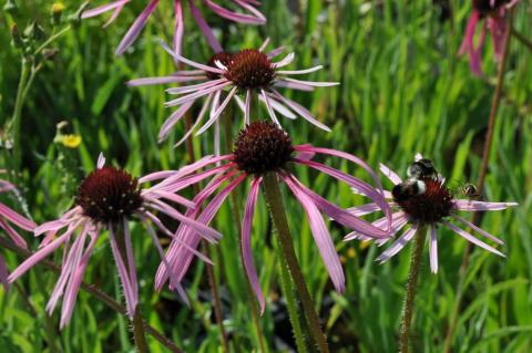 Echinacea pallida