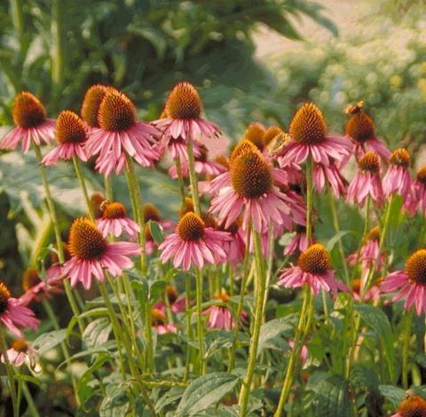 Echinacea purpurea