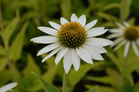 Echinacea purpurea 'Alba'