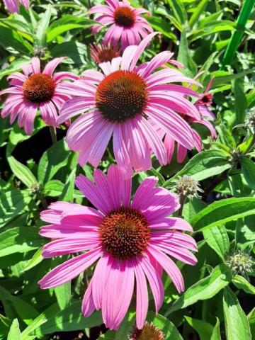 Echinacea purpurea 'Augustkönigin'