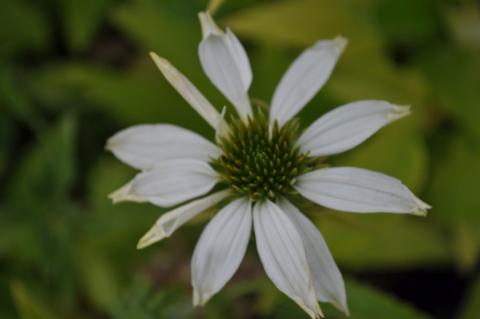 Echinacea purpurea 'Avalanche' ®