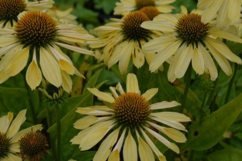 Echinacea purpurea 'Chiquita' (PBR)