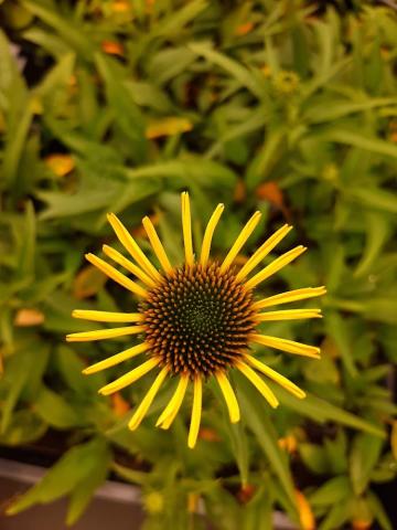 Echinacea purpurea 'Cleopatra'