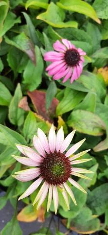 Echinacea purpurea 'Doubledecker'