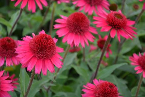 Echinacea purpurea 'Delicious Candy'