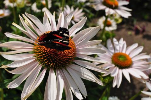 Echinacea purpurea 'Fragrant Angel' (PBR)