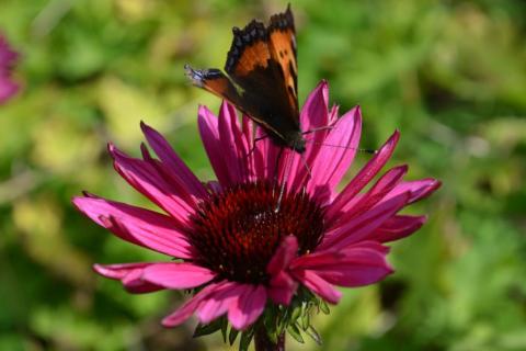 Echinacea purpurea 'Fatal Attraction' (PBR)