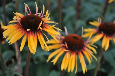 Echinacea purpurea 'Funky Yellow'