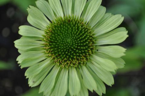 Echinacea purpurea 'Green Jewel' (PBR)