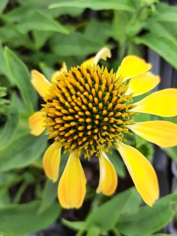 Echinacea purpurea 'Golden Skipper'