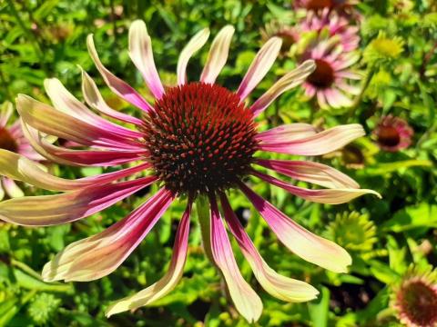 Echinacea purpurea 'Green Twister'