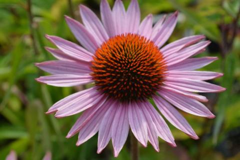 Echinacea purpurea 'Hope' ®