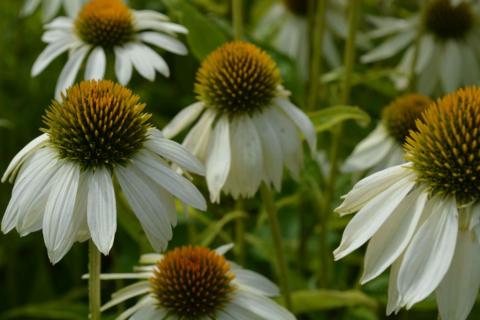 Echinacea purpurea 'Happy Star'