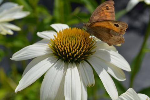 Echinacea purpurea 'Honey Dew' (PBR)