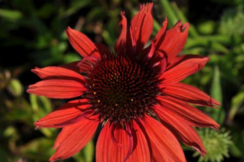 Echinacea purpurea 'Hot Lava' (PBR)