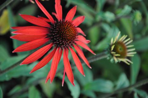 Echinacea purpurea 'Hot Summer' (PBR)