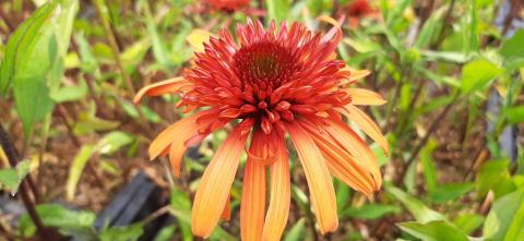 Echinacea purpurea 'Irresistible' (PBR)