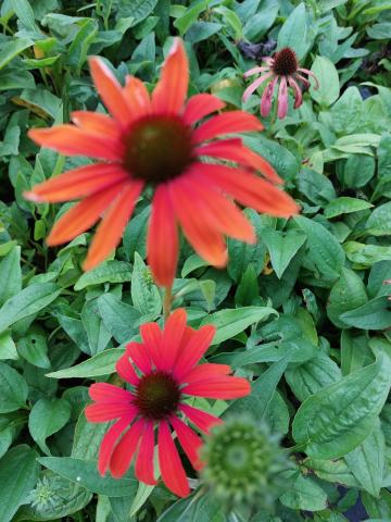 Echinacea purpurea 'Julia'