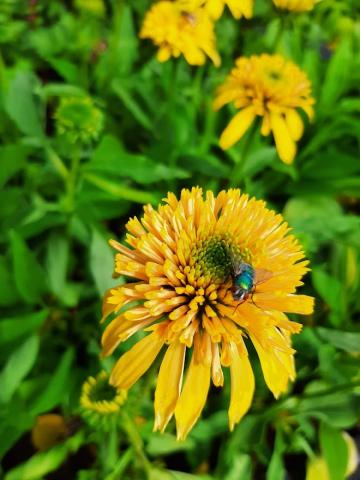 Echinacea purpurea 'Lemon Drop'