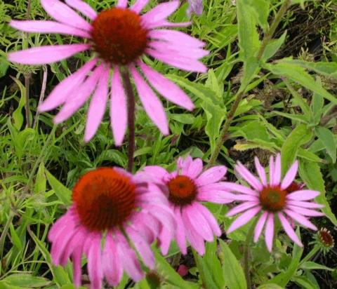 Echinacea purpurea 'Magnus'