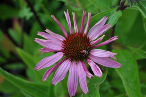 Echinacea purpurea 'Magnus Superior'