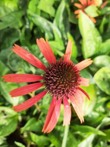 Echinacea purpurea 'Orange Skipper'
