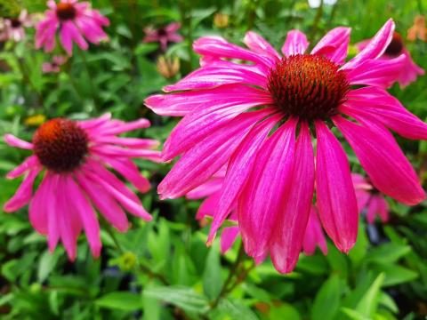 Echinacea purpurea 'Purple Emperor'