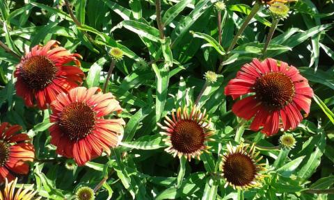 Echinacea purpurea 'Postman'