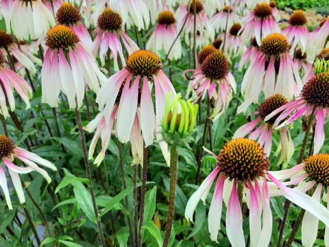 Echinacea purpurea 'Pretty Parasols' (PBR)