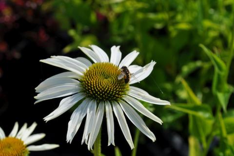 Echinacea purpurea 'Purity' (PBR)